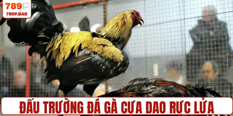 Khám phá đấu trường đá gà cựa dao rực lửa