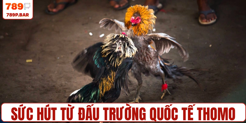Sức hút từ đấu trường quốc tế Thomo